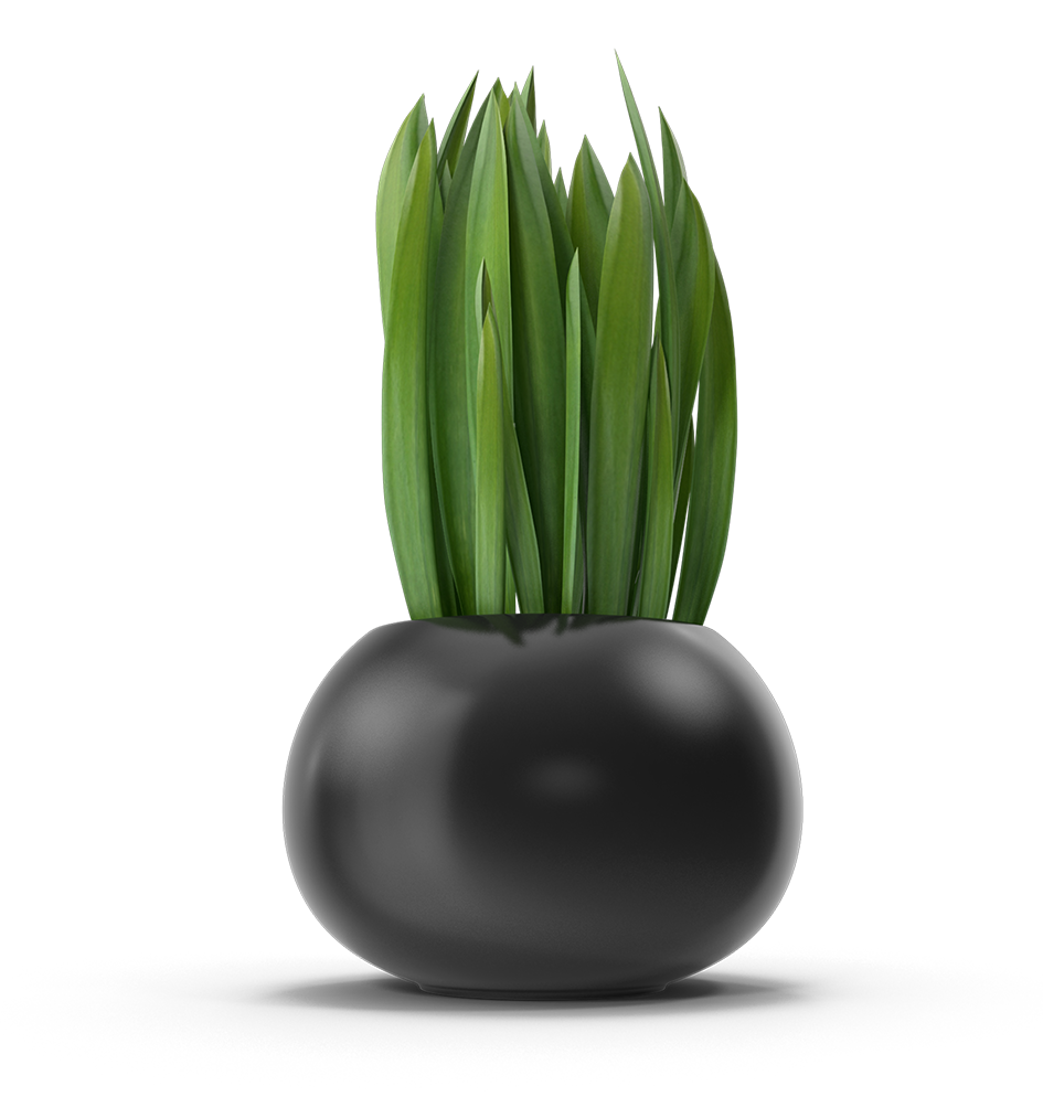 Spider-Plant.H03