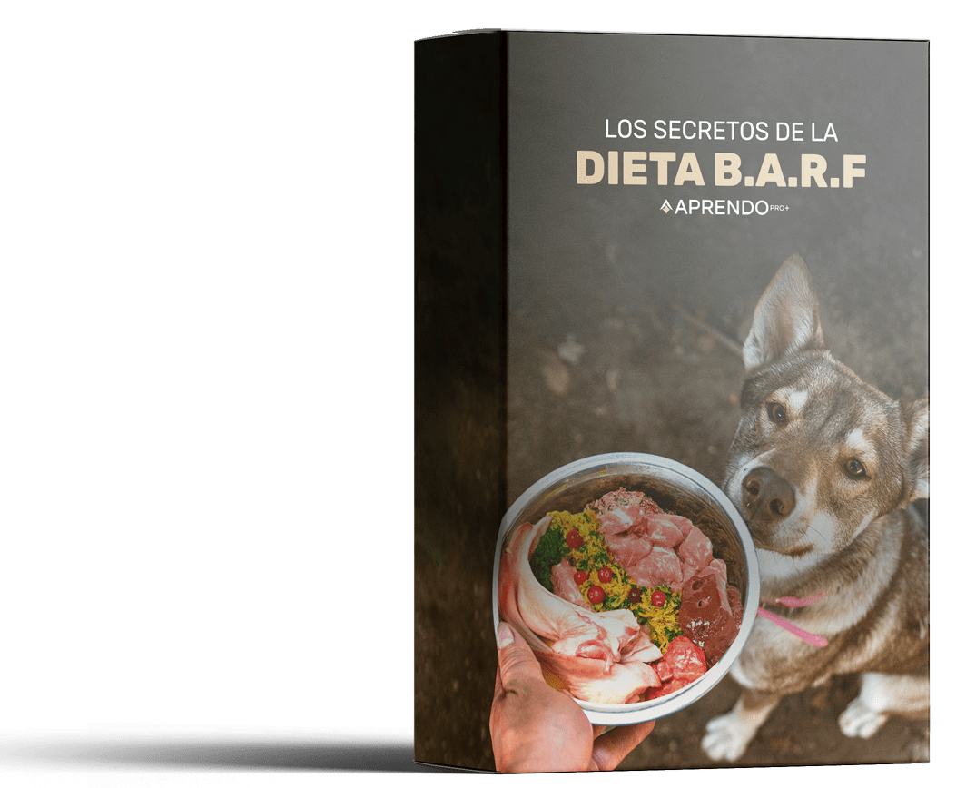 Mockup-Caja